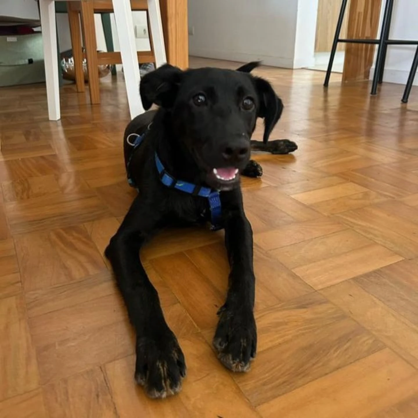 Foto do Apollo